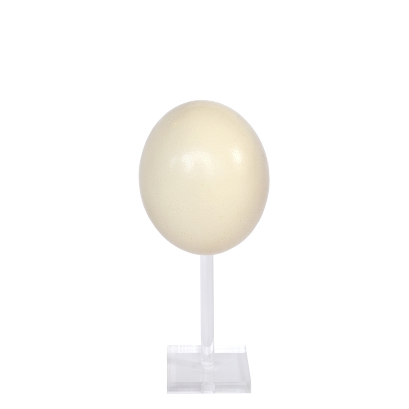 ostrich-egg-onstand-natural-front1