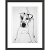 jack-russell-front1