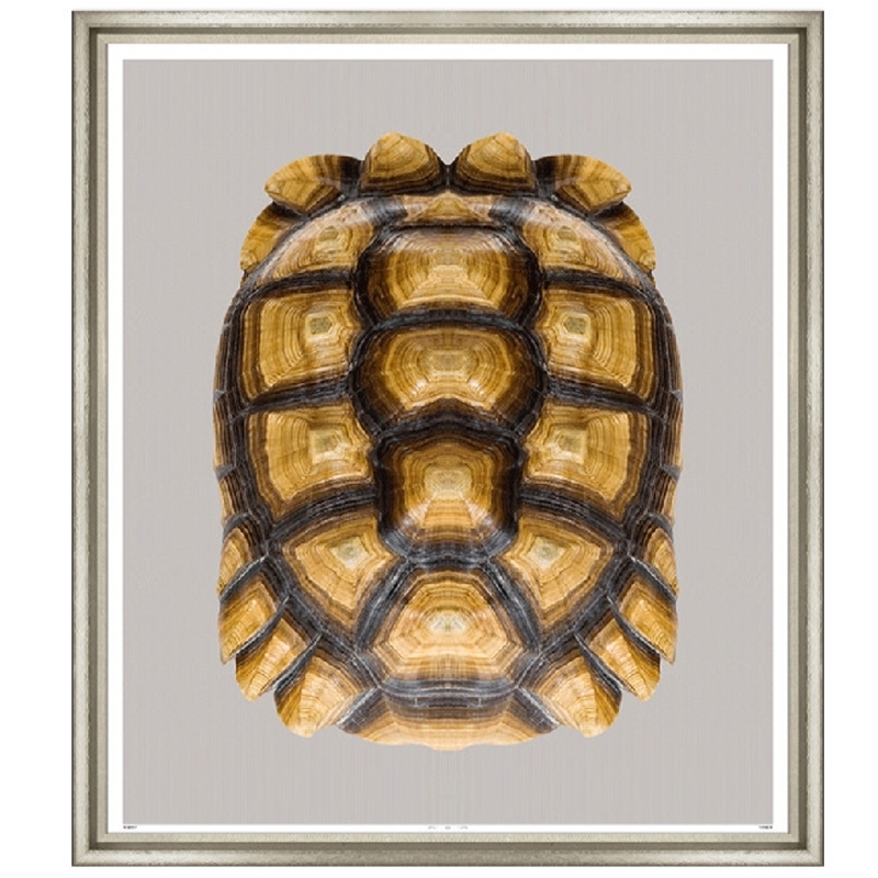 tortoise-ii-front1
