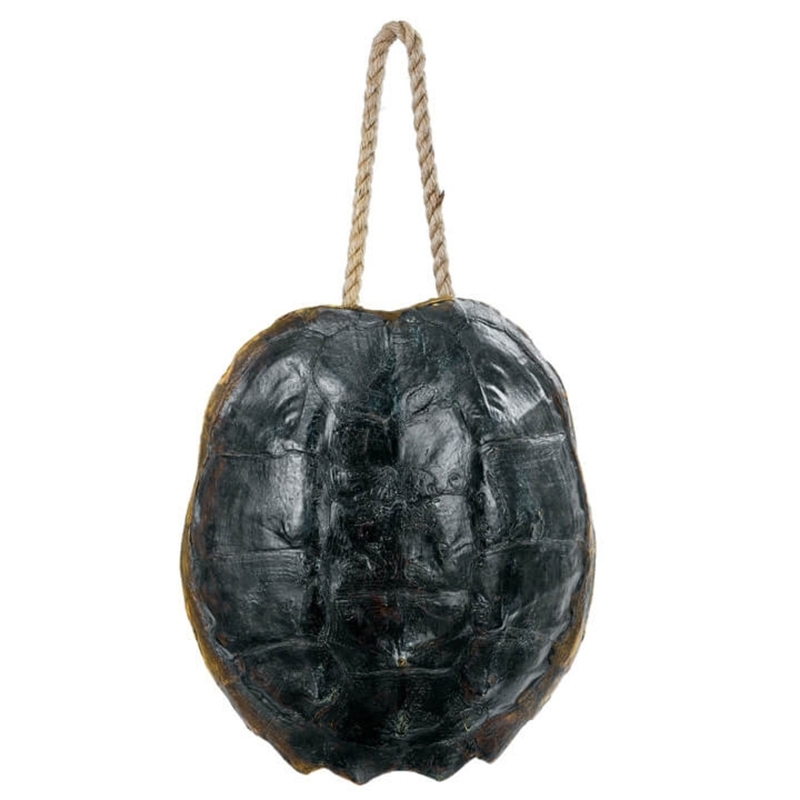 turtle-shell-natural-front1