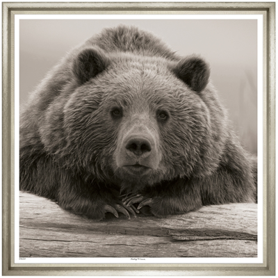 portrait-of-a-bear-front1
