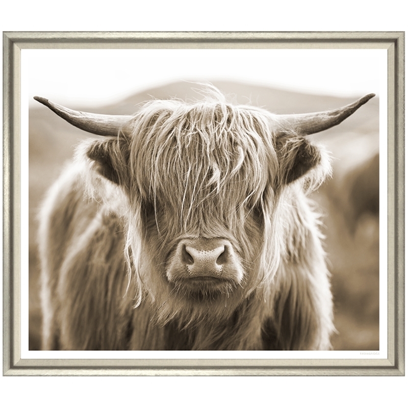 highland-cow-front1
