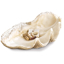 imperial-clam-large-front1