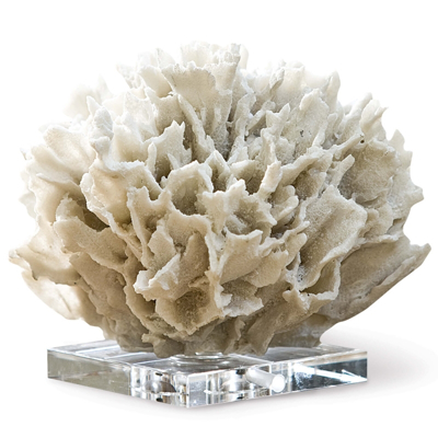white-ribbon-coral-front1