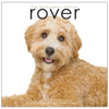 rover-book-front3
