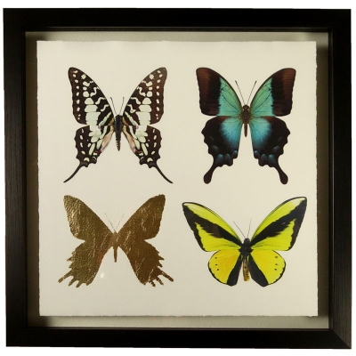butterflies-grouped-front1