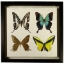 butterflies-grouped-front1