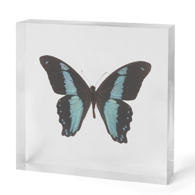blue-butterfly-in-acrylic-34-1