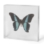 blue-butterfly-in-acrylic-34-1