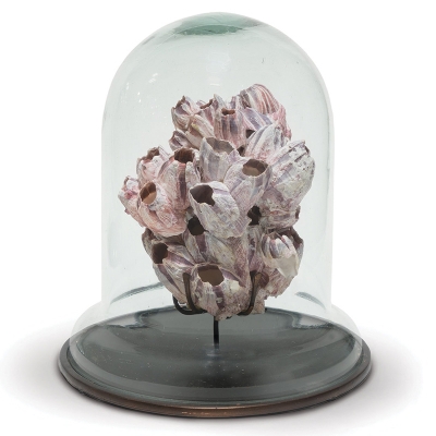 barnacle-cloche-front1