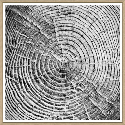 tree-slices-1-front1