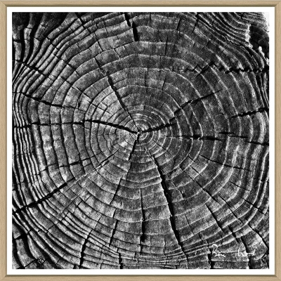 tree-slices-3-front1