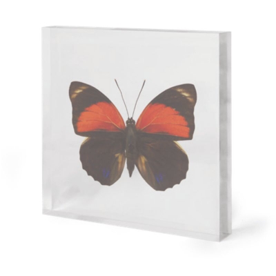 Orange-Black-Butterfly-In-Acrylic-Large-34