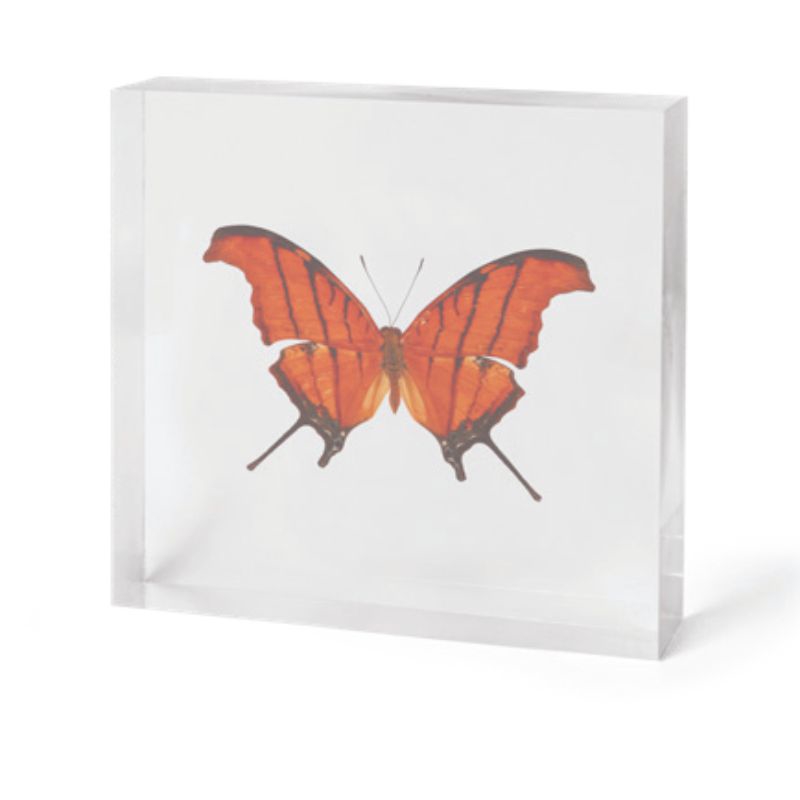 Picture of Dark Orange Butterfly In Acrylic