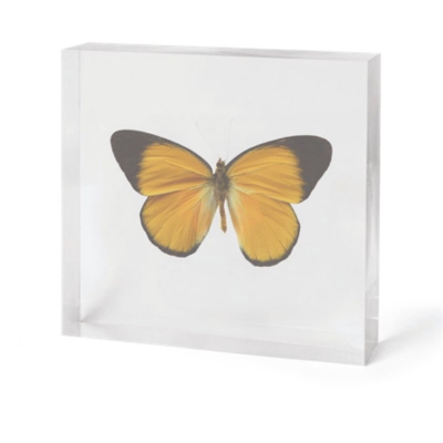 Orange-Butterfly-In-Acrylic-Medium-34