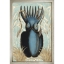 Ancient-Cuttlefish-II-Front1