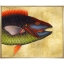 Parrot-Fish-Front1