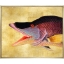 Hogfish-Front1