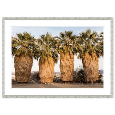 Unusual-Palm-Trees-Front1