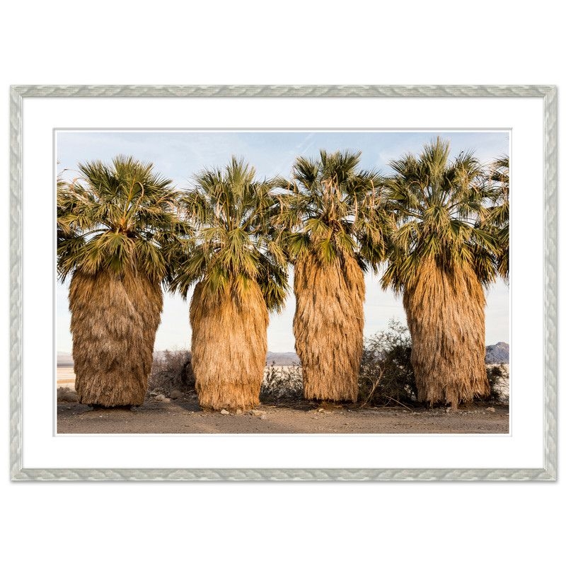 Picture of Unusual Palm Trees