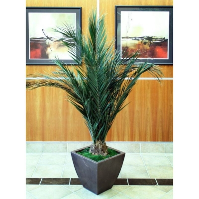 Key-Largo-Palm-Tree-60-Front1