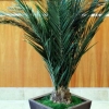 Key-Largo-Palm-Tree-60-Detail1