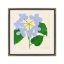 Hydrangea-Front1