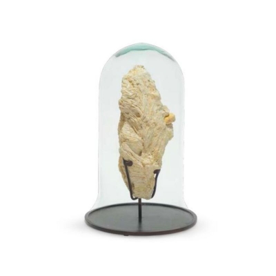 Fossilized-Coral-Cloche-Front1
