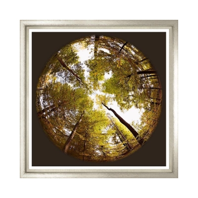Forest-Canopy-I-Silver-Frame-Front1