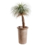 6' Desert Palm in Cement Planter