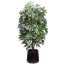 90-Schefflera-Tree-Black-Pot-Front1